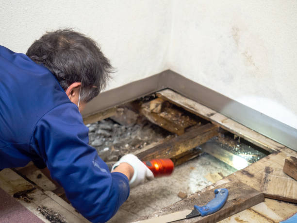 Best Attic Mold Remediation in Versailles, MO