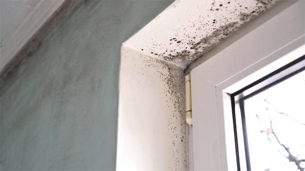 Best Basement Mold Remediation in Versailles, MO