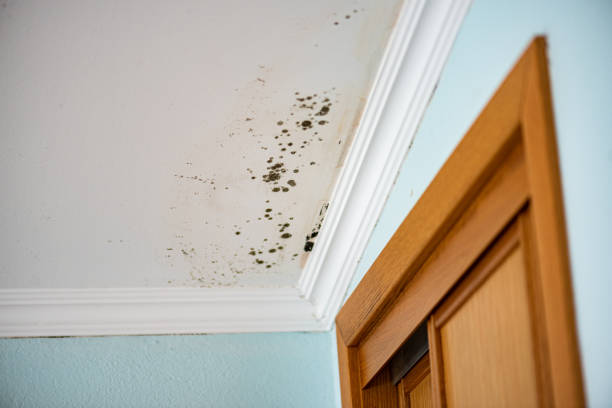 Best Emergency Mold Remediation in Versailles, MO