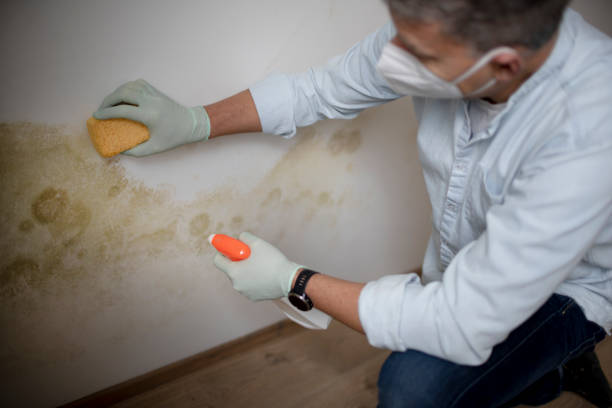 Best Bathroom Mold Remediation in Versailles, MO