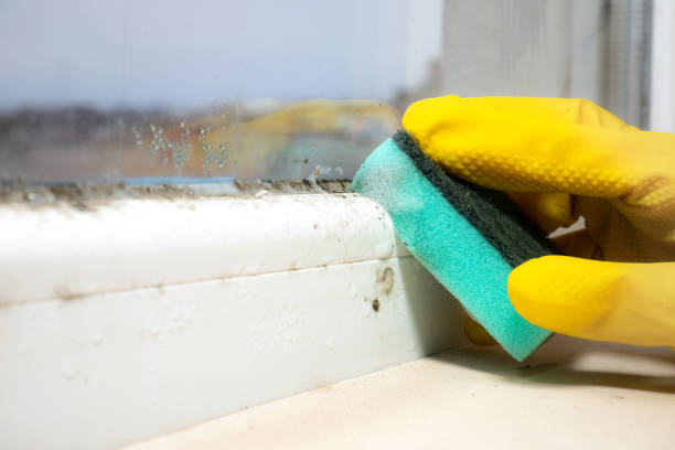 Best Commercial Mold Remediation in Versailles, MO
