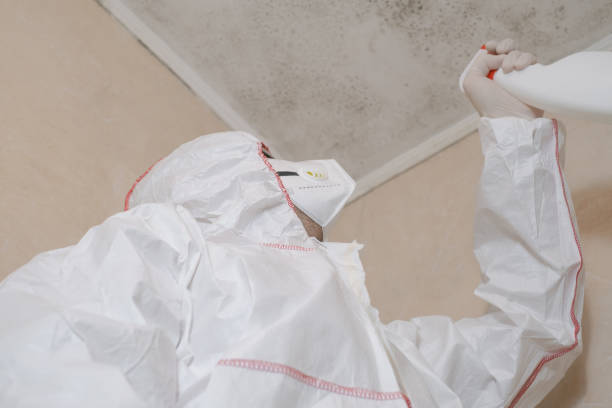 Best HVAC Mold Remediation in Versailles, MO