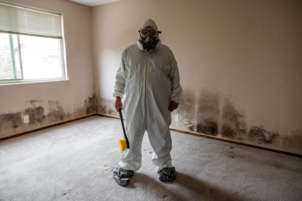 Best White Mold Remediation in Versailles, MO