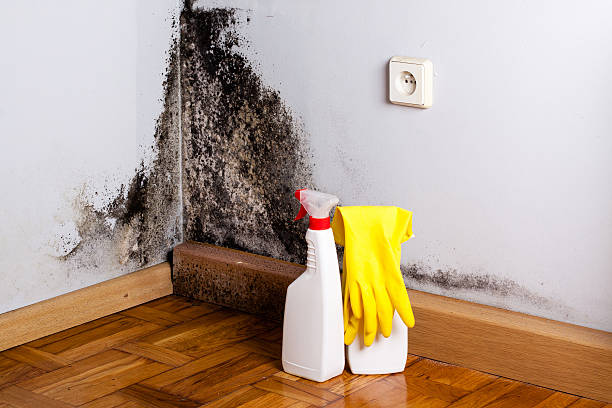 Best Residential Mold Remediation in Versailles, MO
